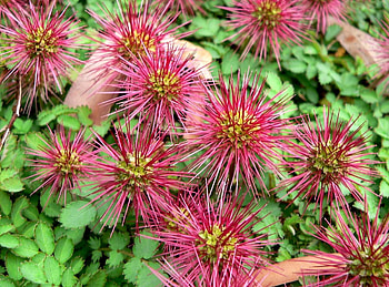Flowers, Close-Up, Greens, Thorns, Prickles HD wallpaper