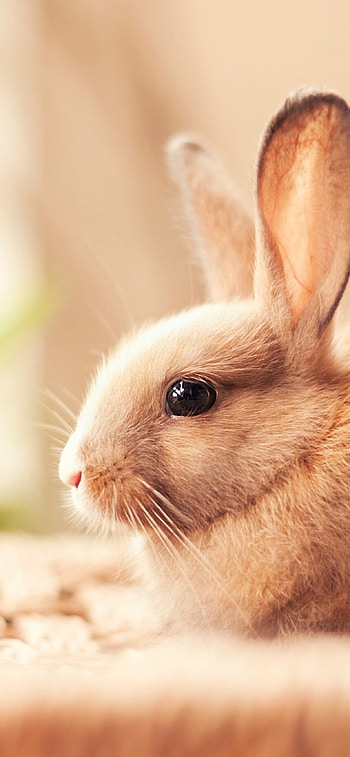 XS Max , rabbit backgrounds, Top-quality visuals, Premium display HD phone wallpaper