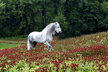 God's Country, spanish, andalusian, horses, grey, meadow, iberian HD wallpaper