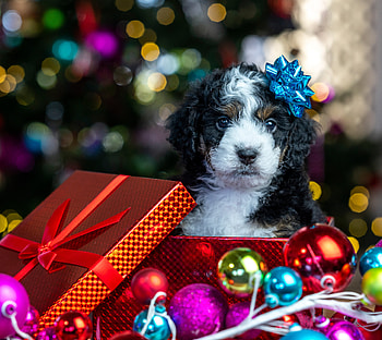 Christmas puppy, Balls, Glare, Gift, Box HD wallpaper