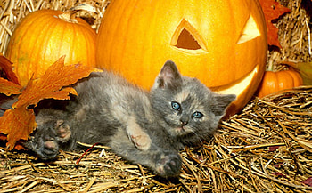 kitten and pumpkins, kitten, animals, cats, Halloween, pumpkin HD wallpaper
