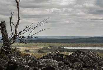 Nature, Stones, Wood, Tree, Lapland HD wallpaper