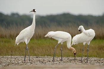 Whooping crane , Majestic bird, Endangered species, Nature's marvel HD wallpaper