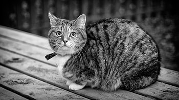 Animals, Sit, Cat, Striped, Bw, Chb HD wallpaper