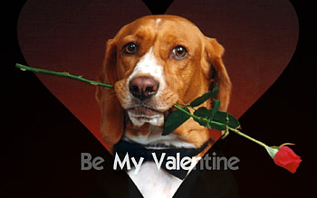 be my valentine, dog, rose, valentine, flower HD wallpaper