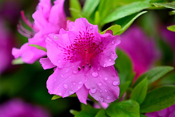 Rain Soaked Flower, rain on flowers, spring rain, purple flowers HD wallpaper