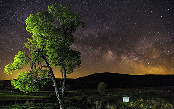 Nature, Sky, Stars, Night, Wood, Tree HD wallpaper