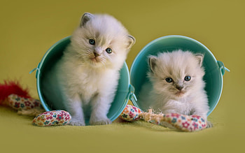 Kittens, pisica, sweet, blue, kitten, white, couple, cute, cat HD wallpaper