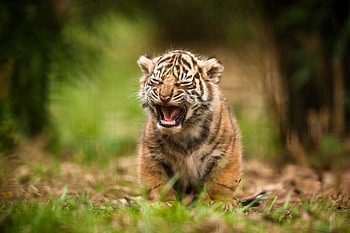 Cute Cub, tiger, cub, animals HD wallpaper