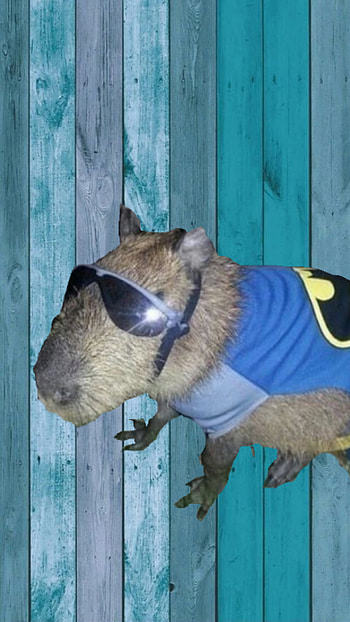 Capybra dril, capybara, criminal_swag, shitpost, okipullup, ayyou, swag, capybara_drill, drill, flow HD phone wallpaper