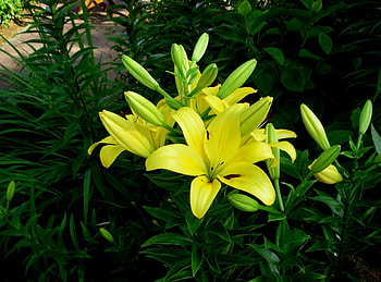 Flowers, Lilies, Greens, Flower Bed, Flowerbed, Sunny HD wallpaper
