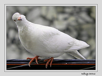 Curious, winter, bird, head cocked, watching, white dove HD wallpaper