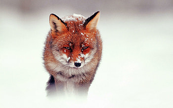 Cute red fox, , Adorable creature, Playful nature HD wallpaper