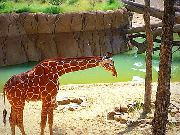 Day @ The Zoo, day, gorgeous, dallas, giraffe, water, zoo HD wallpaper