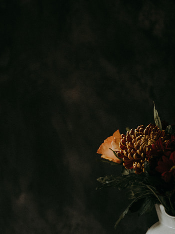Flowers, Chrysanthemum, Flower, Dark, Brown HD phone wallpaper