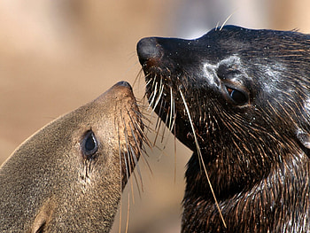 Cape Fur Seals, animal, cute, seals, love HD wallpaper