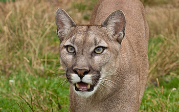 Cougar, Striking , Exquisite details, Wildlife enthusiasts HD wallpaper