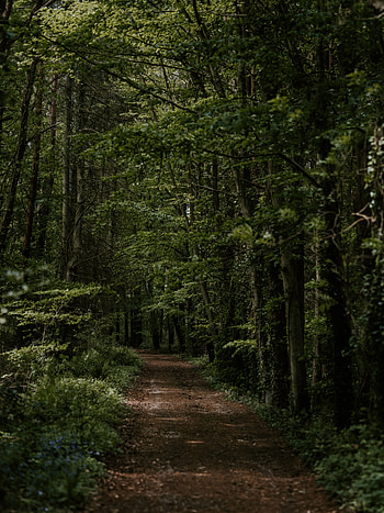 Nature, Trees, Turn, Forest, Vegetation, Path, Trail HD phone wallpaper