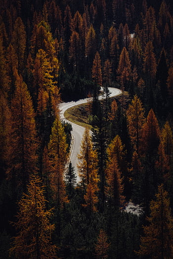 A winding road through a dense autumn forest with vibrant fall colors. HD phone wallpaper