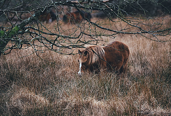 Animals, Grass, Horse, Pony, Pasture HD wallpaper
