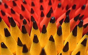 Macro, Form, Pencils, Spearhead, Prick, Lots Of, Multitude HD wallpaper