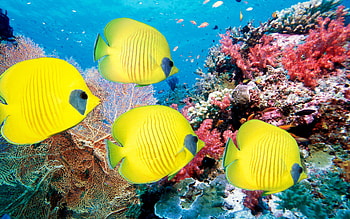 Underwater tropical, Fish and coral, Vibrant , Aquatic paradise HD wallpaper