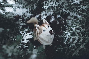Siberian Husky, , Stunning animal graphy, High-resolution HD wallpaper