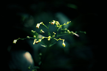 Nature, Plant, Branches, Dark Background HD wallpaper