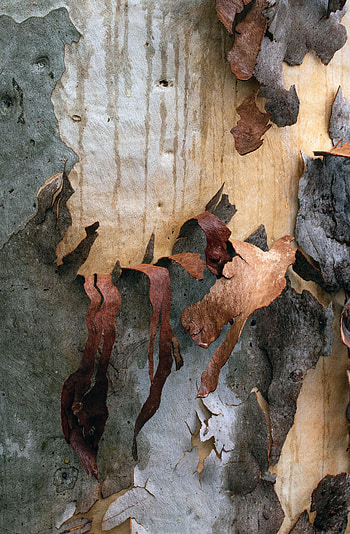 Wood, Wooden, Tree, Texture, Textures, Bark, Crust HD phone wallpaper