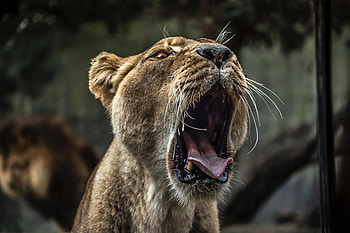 Lion With Open Mouth , lion, predator, animals HD wallpaper