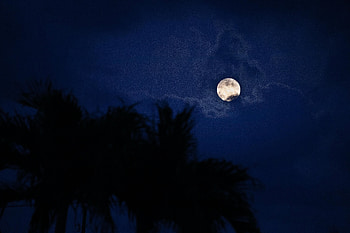 Night, Moon, Dark, Palm HD wallpaper