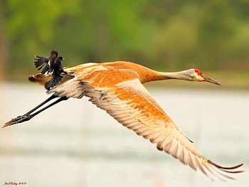 Ride, funny, birds HD wallpaper