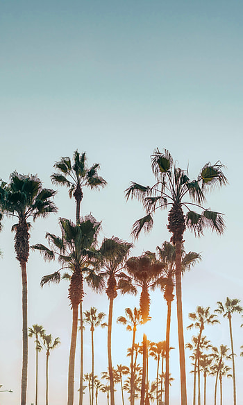 Nature, Sun, Palms, Summer, Tropics HD phone wallpaper