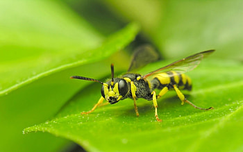 Wasp , Wasp insect, Yellow and black, Mobile and tablet HD wallpaper