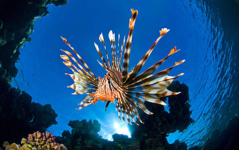 Lion fish, Sea Animals HD wallpaper