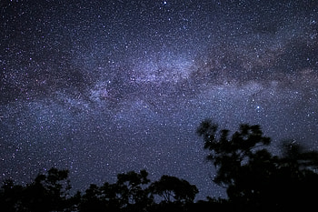 Trees, Sky, Stars, Night, Dark, Silhouette HD wallpaper