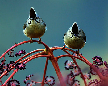 Cute Birds, branch, two, pink, birds, cute, lovely HD wallpaper