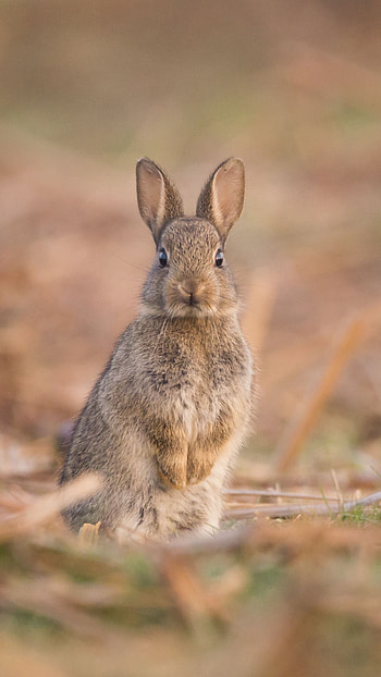 Cute little hare, Samual Stone's graphy, Wildlife , Stunning animal HD phone wallpaper