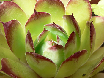 flower, nature, flowers HD wallpaper