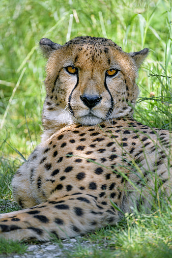 Animals, Cheetah, Predator, Big Cat, Stains, Spots, Sight, Opinion HD phone wallpaper