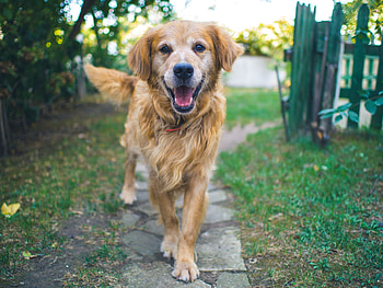 Animals, Fluffy, Dog, Muzzle HD wallpaper