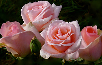 ღ❤ღ, rose, beautiful, macro, flower HD wallpaper