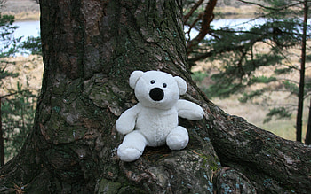 a bear in the forest, graphy, cute, funny, nature, humor, forest HD wallpaper