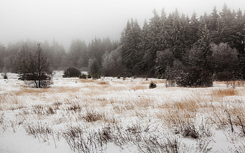 Nature, Trees, Grass, Snow, Field HD wallpaper