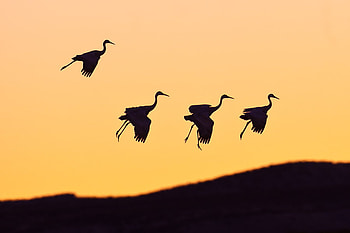 birds, sky, nature, sunset HD wallpaper