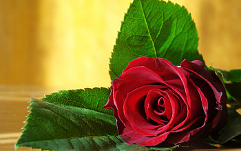 ❤️, Romantic, graphy, Elegant, Love, Romance HD wallpaper