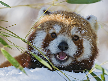 Animals, Grass, Muzzle, Red Panda, Little Panda, Small Panda HD wallpaper