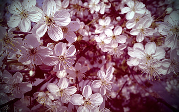 Blossom, nature, tree, flower HD wallpaper