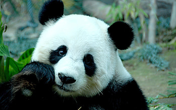 Animals, Pandas HD wallpaper