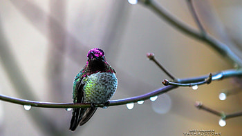 Annas Hummingbird, hummingbird, birds, flying HD wallpaper